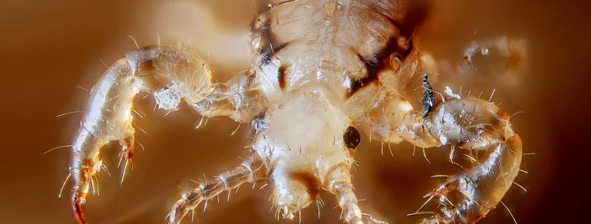 LCA Little Rock New Year, New Super Head Lice Problem